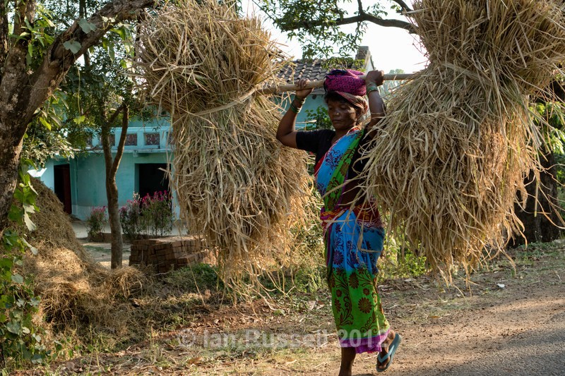  - Indian Safari 2017