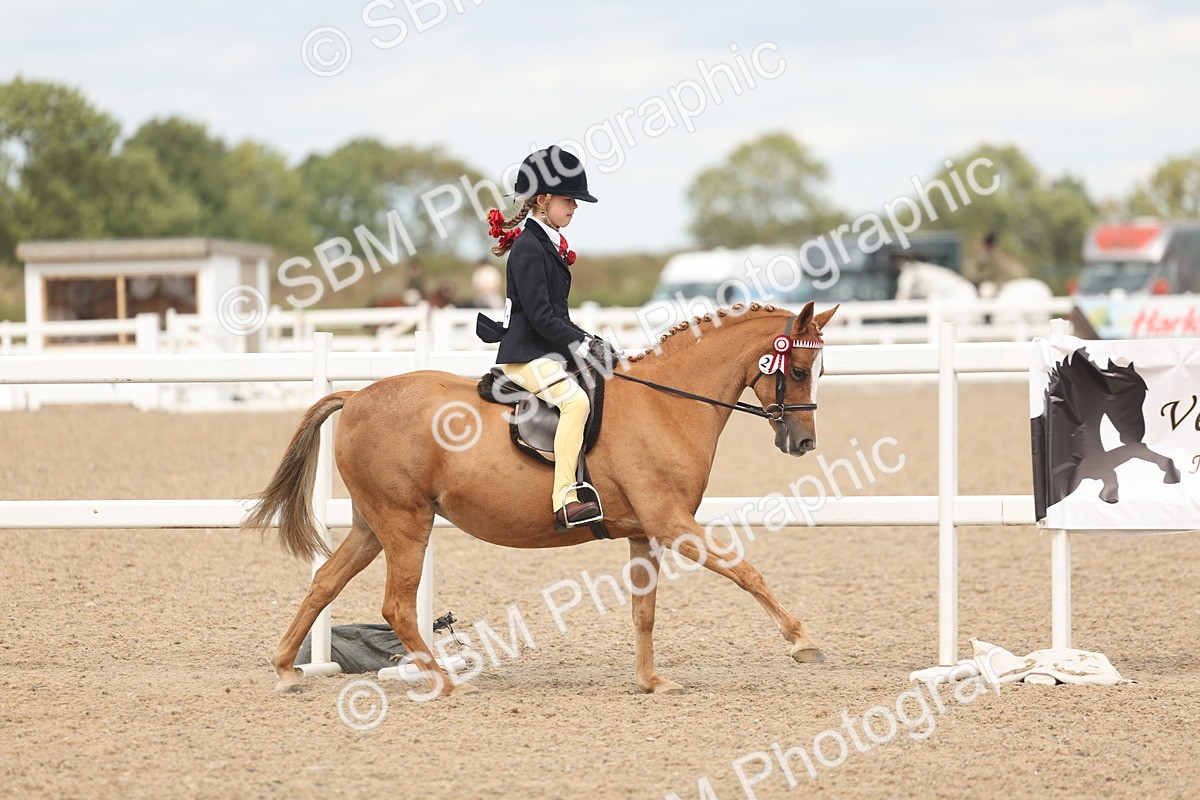 SBM_15987 - Class 311 - Ridden Show pony-Show hunter Pony