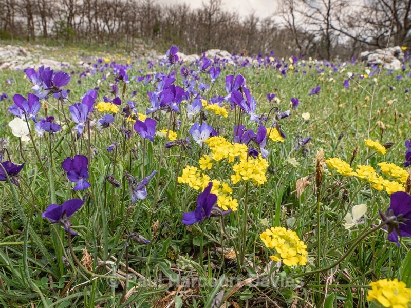 Gargano pansy (Viola heterophylla ssp. graeca) - Gargano - Flowers in the Landscape