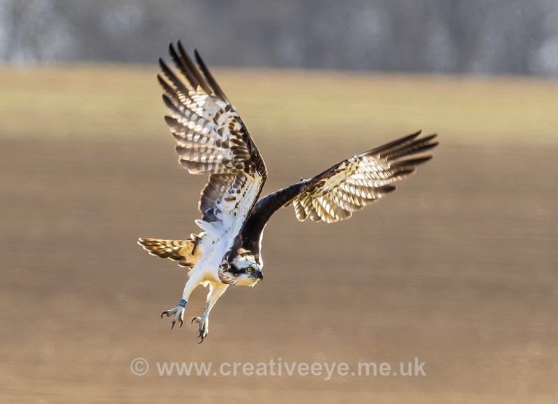 No.0099 Rutland Osprey - Animal world