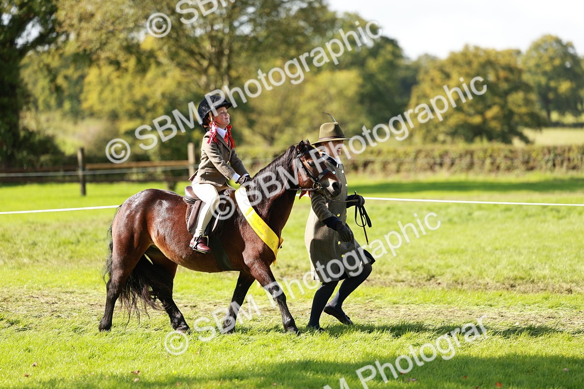 SBM_42232 - S32 - Mountain & Moorland Working Hunter Pony
