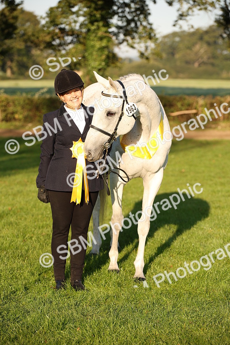 SBM_56927 - S49 - Riding Horse & Hack & Thoroughbred In Hand