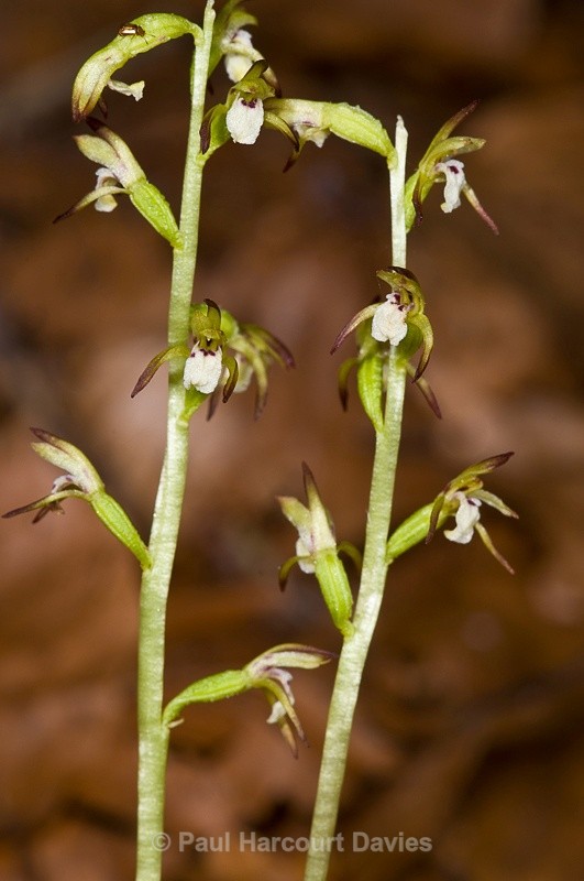  - Orchids - Various