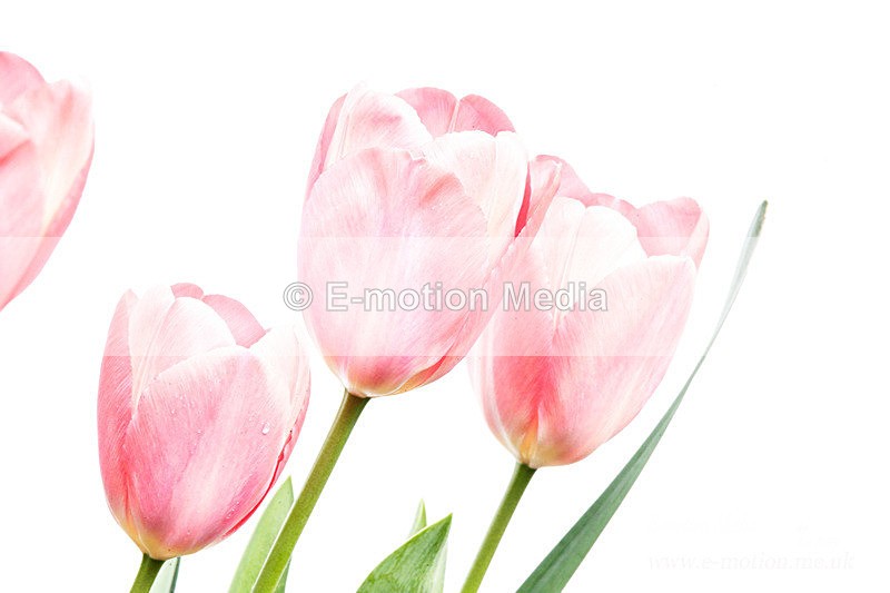 060420 -185591ab - Nature