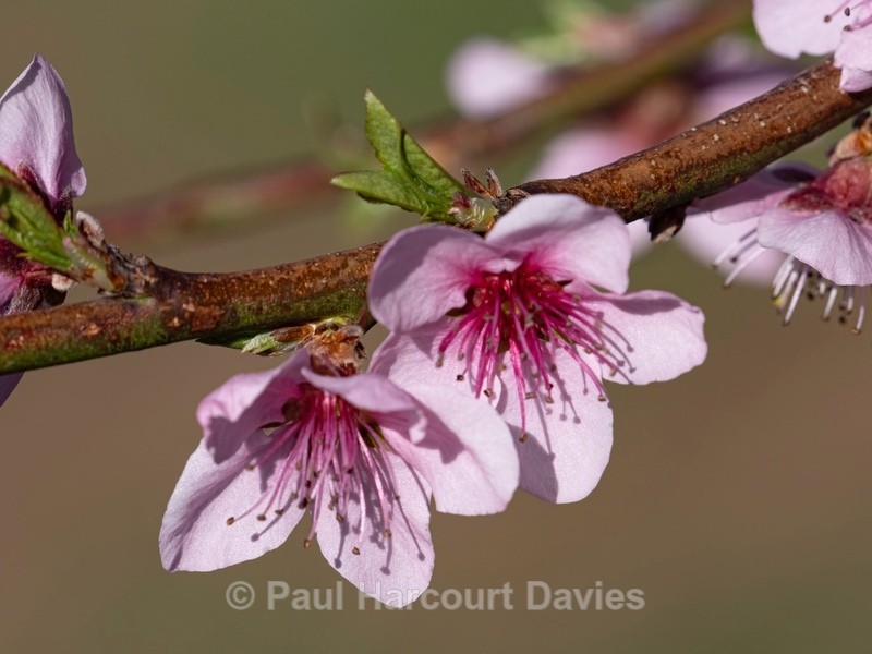 Peach blossom (Prunus persica) - Flower Portraits