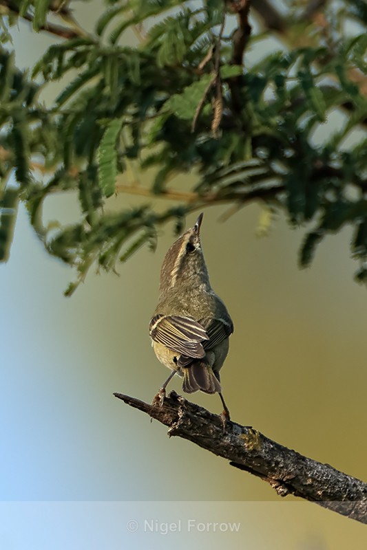 Hume's Leaf Warbler foraging, Bandhavgarh Tiger Reserve, India - Hume's Leaf Warbler