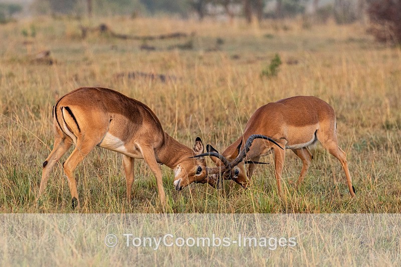 Impala  (Two young males sparring) - Mara North ~ Other Mammals