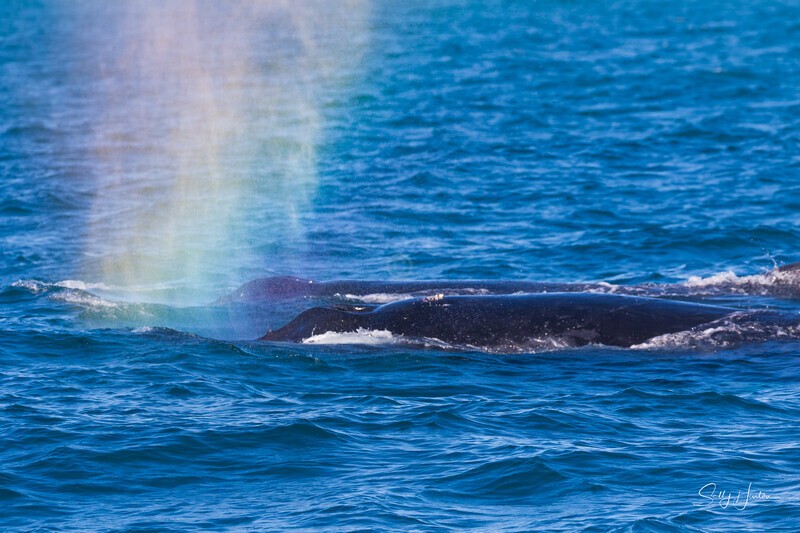Rainbow Blow 0A3A2232 - 2025 Whales