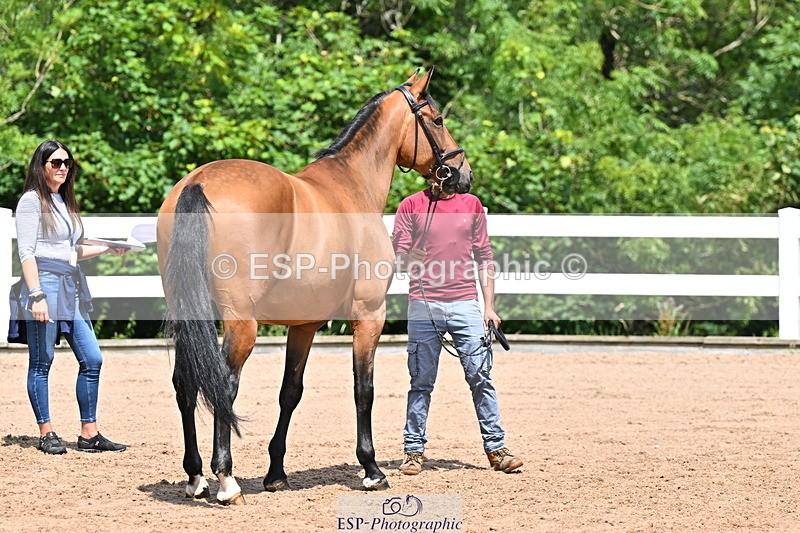 240718A-105250-01214 - Trot Up 12pm to 1pm
