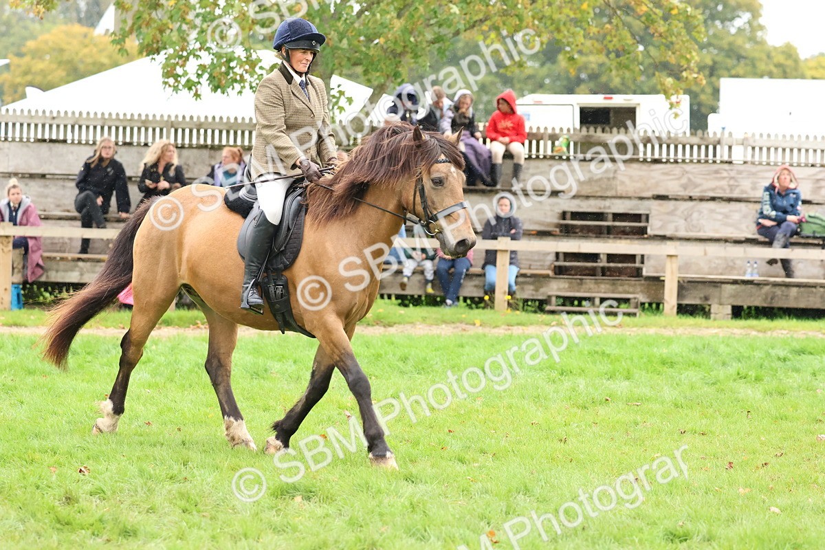 SBM_69670 - S62 - Mountain & Moorland Ridden Large Breeds