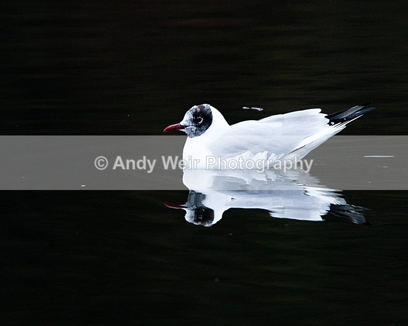 20090214-054 - Black-headed Gull