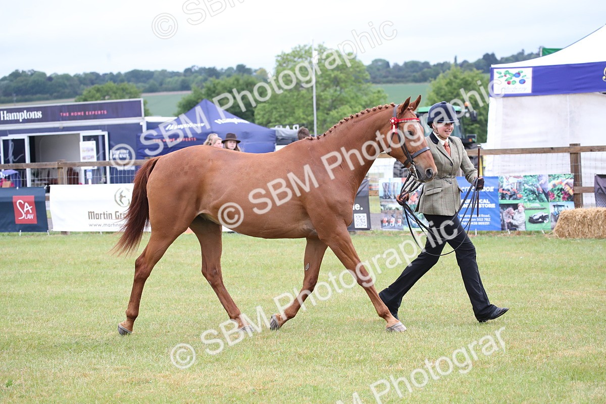 SBM_00175 - Class 17-20 - Arab & Part Bred - Anglo Arab In Hand