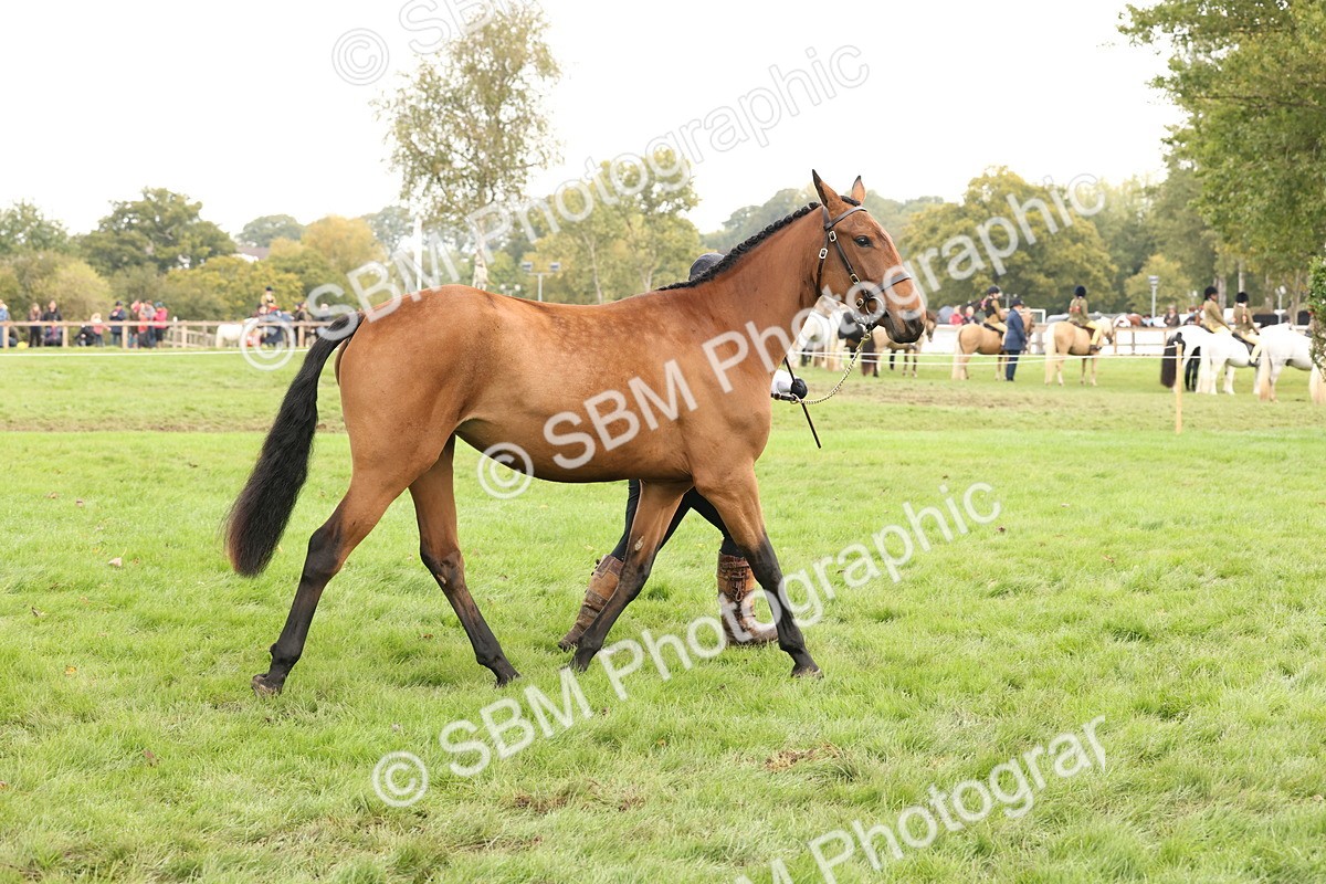 SBM_56256 - S55 - Other Coloured Horse In Hand