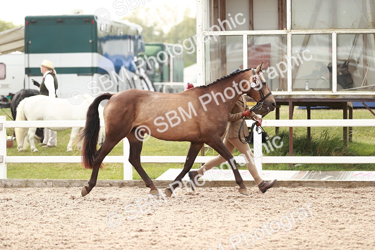 SBM_13163 - Class 208 IH Veteran Horse