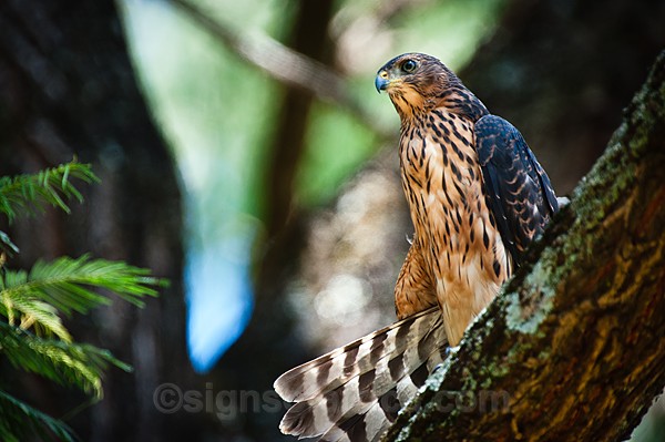 Great Sparrowhawk, Nairobi Kenya