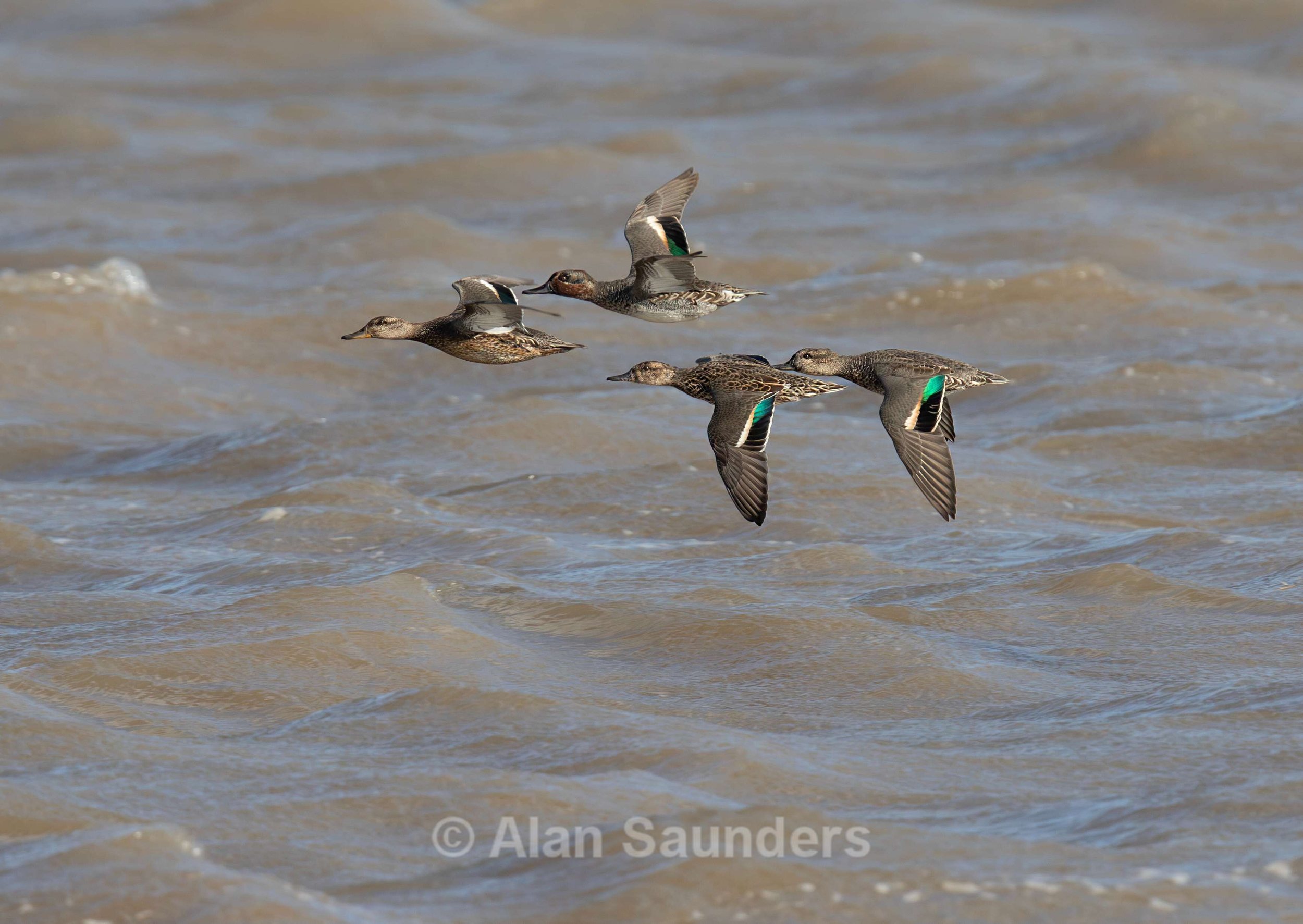 Eurasian Teal 4