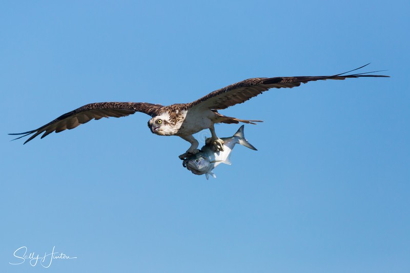 Osprey with Greenback 2