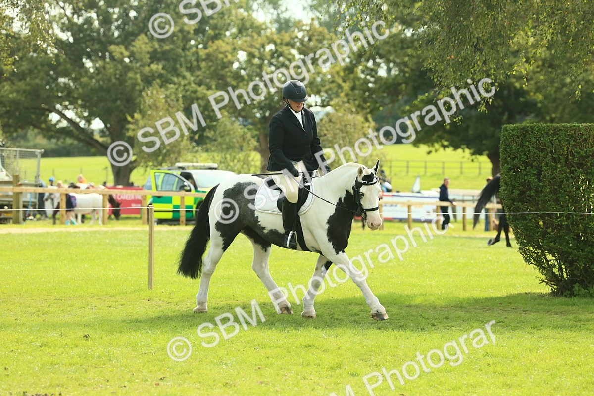 SBM_66599 - S34 - Rehabilitated Rescue Horse & Pony In Hand & Ridden
