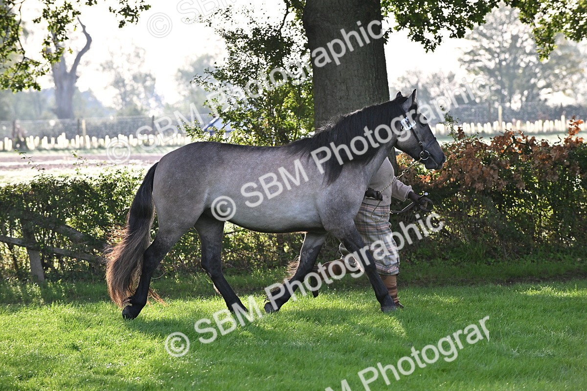 SBM_55309 - S44 - Youngstock In Hand