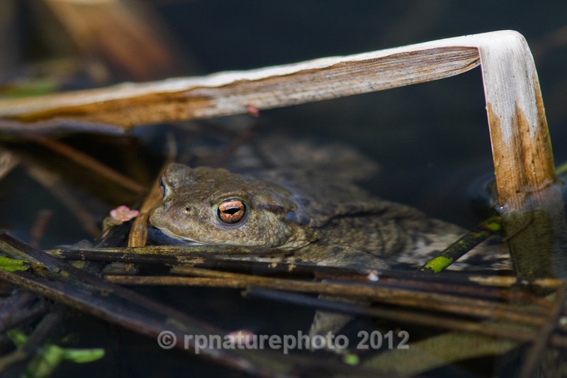 Common Toad - Bufo bufo RPNP0046 - Amphibians & Reptiles