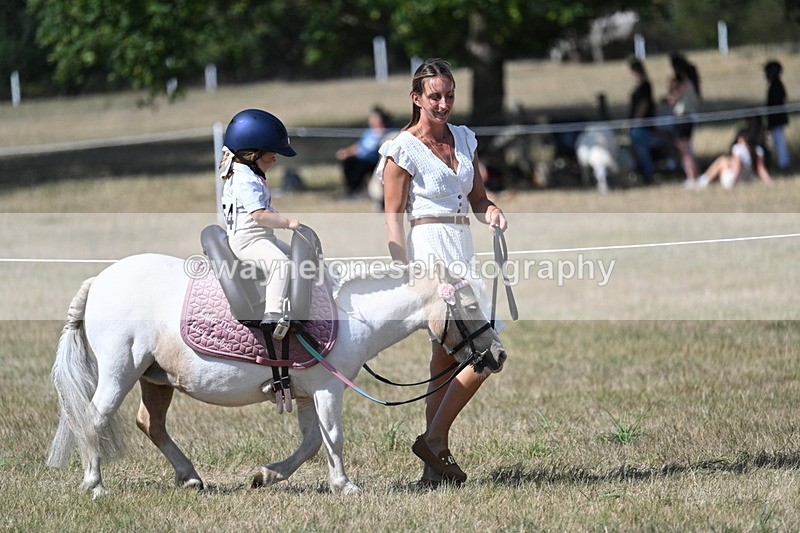 WJ7_1233 - Class 41 Prettiest Mare