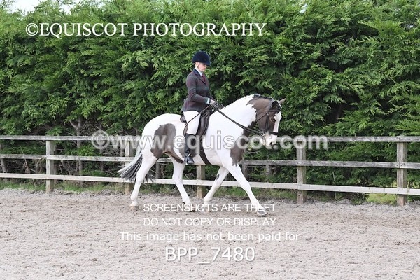 BPP_7480 - RING 1  (RIDDEN HORSES / IN HAND / VETERAN ETC)