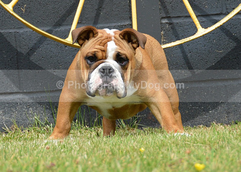  - Bulldogs