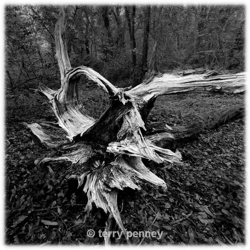 Dead wood - Devon