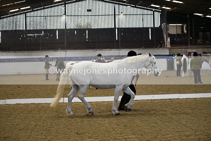 WJ5_3716 - Class 5 In Hand Veterans