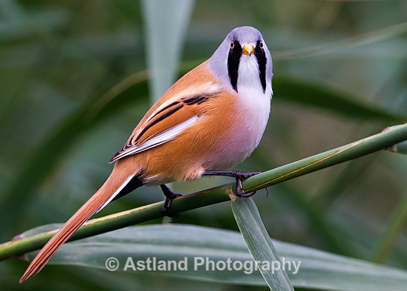Astland Photography, Bird and Wildlife Images, Susan and Peter Wilson, U.K.