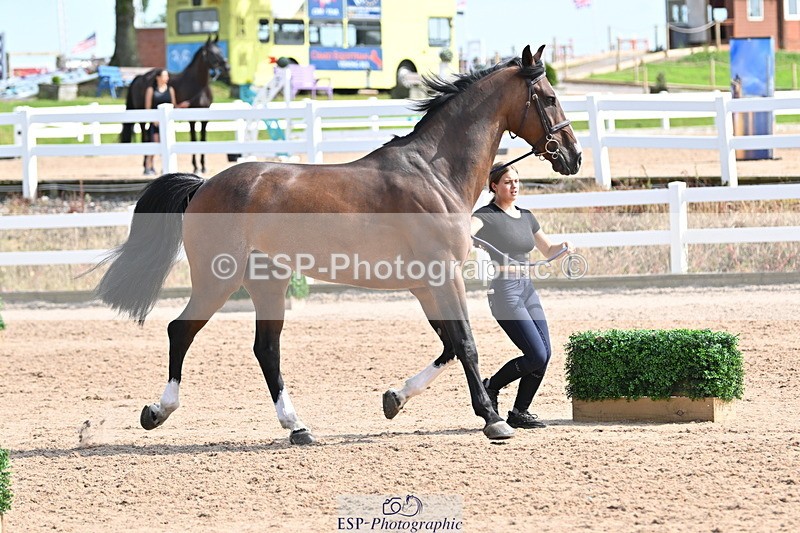 240717A-155603-03201 - Trot Up 3pm to 4pm