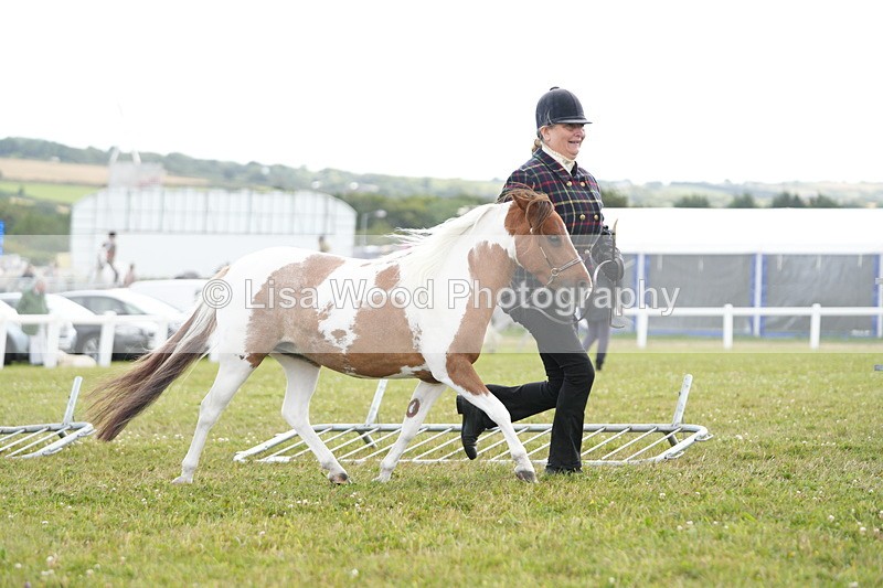 DSC06874 - Class 60: Coloured Pony 4yrs & over