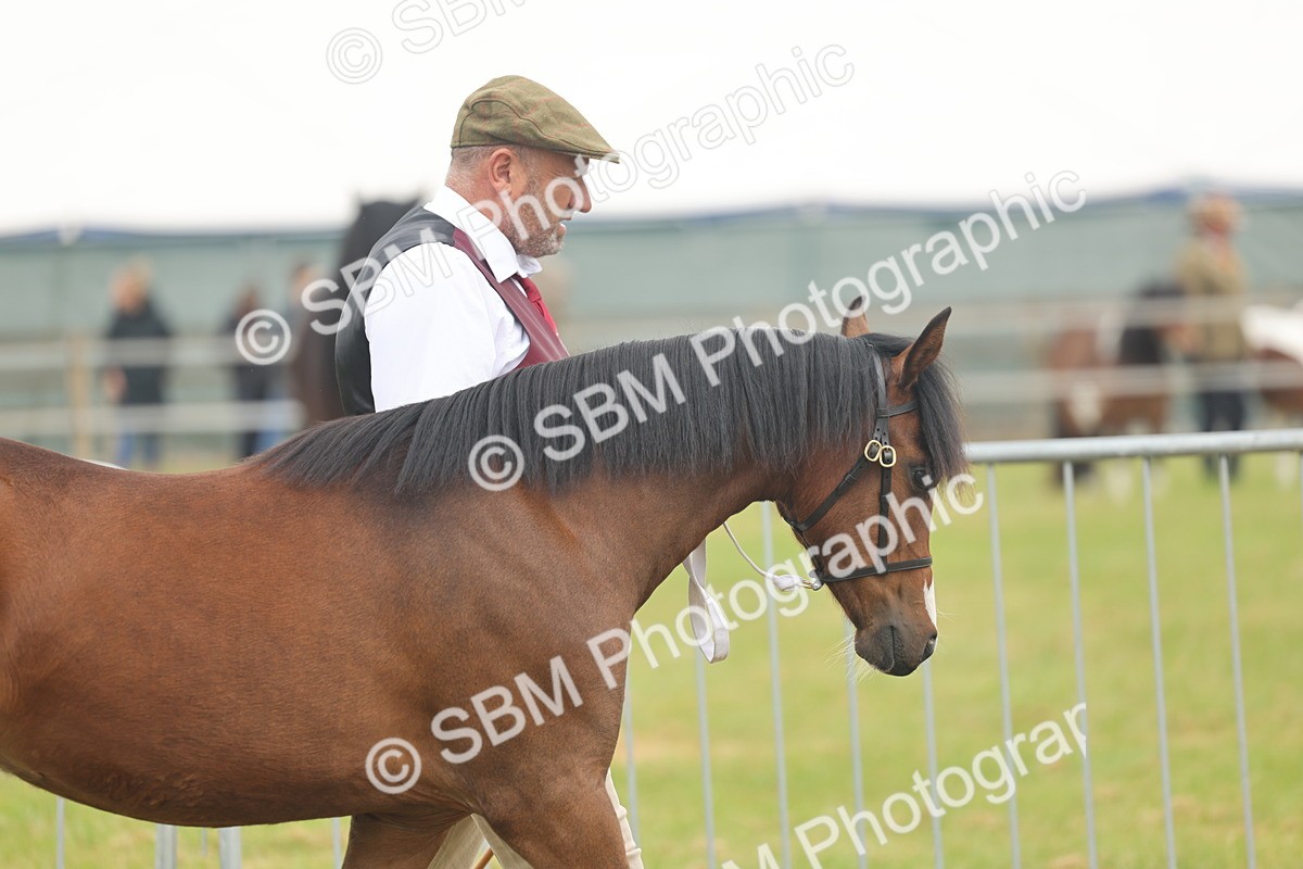 SBM_02106 - Class 50-57 - M&M Welsh Pony In Hand