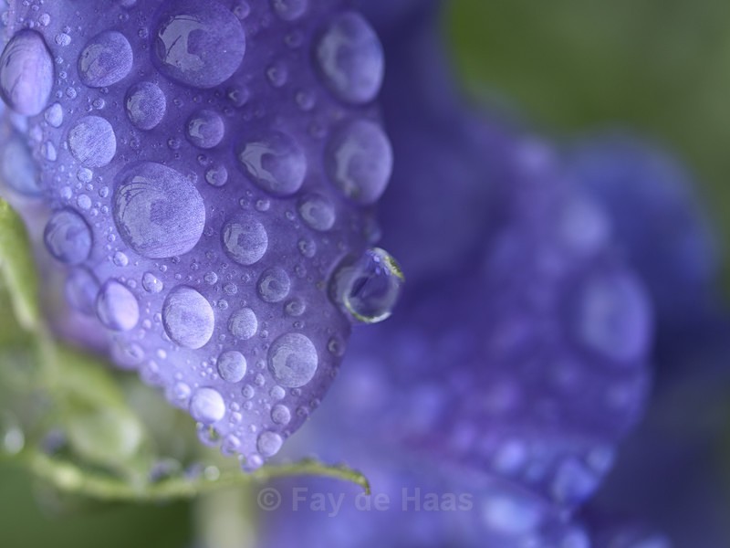  - After the rain
