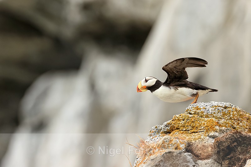 Horned Puffin prepares for takeoff, Duck Island, Alaska - Horned Puffin