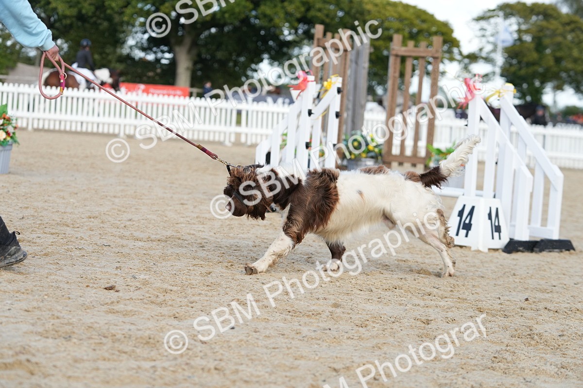 SBM_29156 - J43 - Horse & Hound Open 50cm