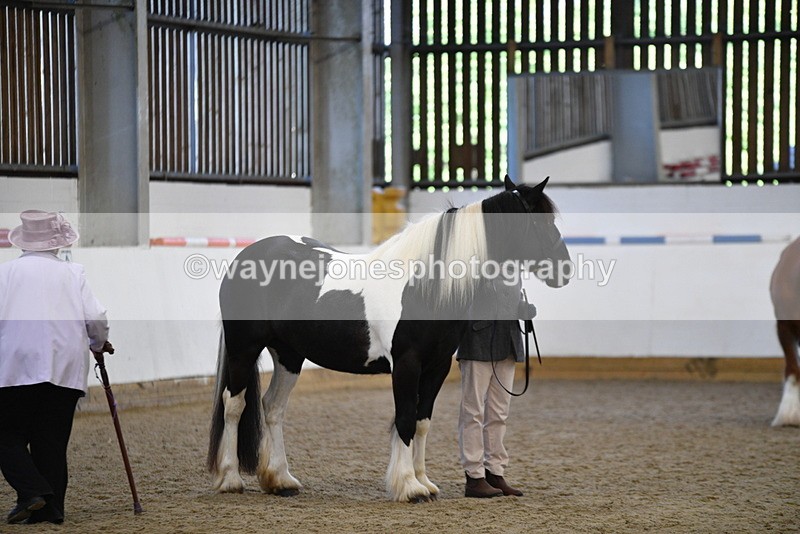 WJ5_5450 - Class 8 In hand cob