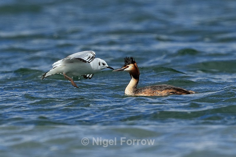 Bonaparte's Gull harassing Great Crested Grebe, Farmoor - Bonaparte's Gull