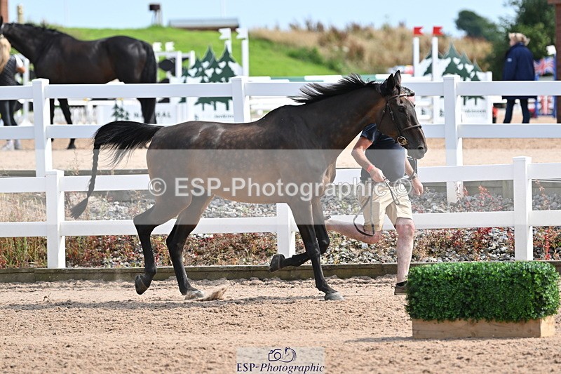 240717A-161129-03336 - Trot Up 4pm to 5pm