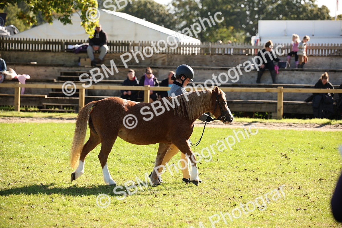 SBM_36611 - S10 - Best In Hand Horse & Pony