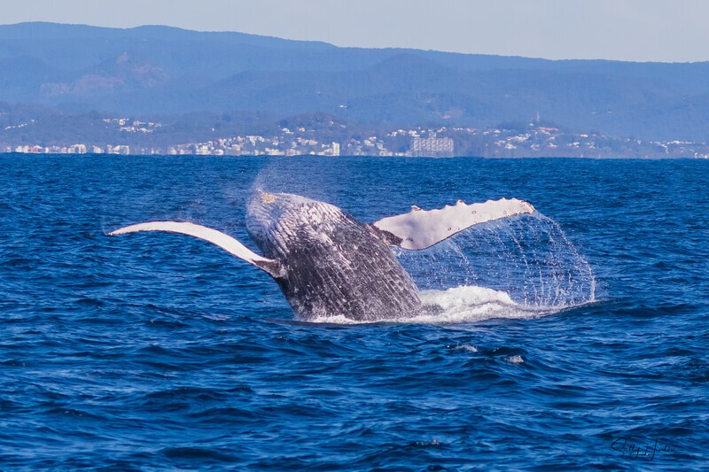 Pure Joy 0A3A7124 - Humpback Whales