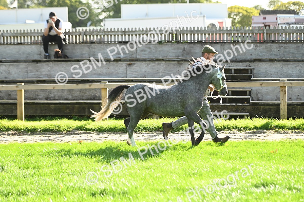SBM_15874 - S1 - TSR in Hand Horse & Pony Showing