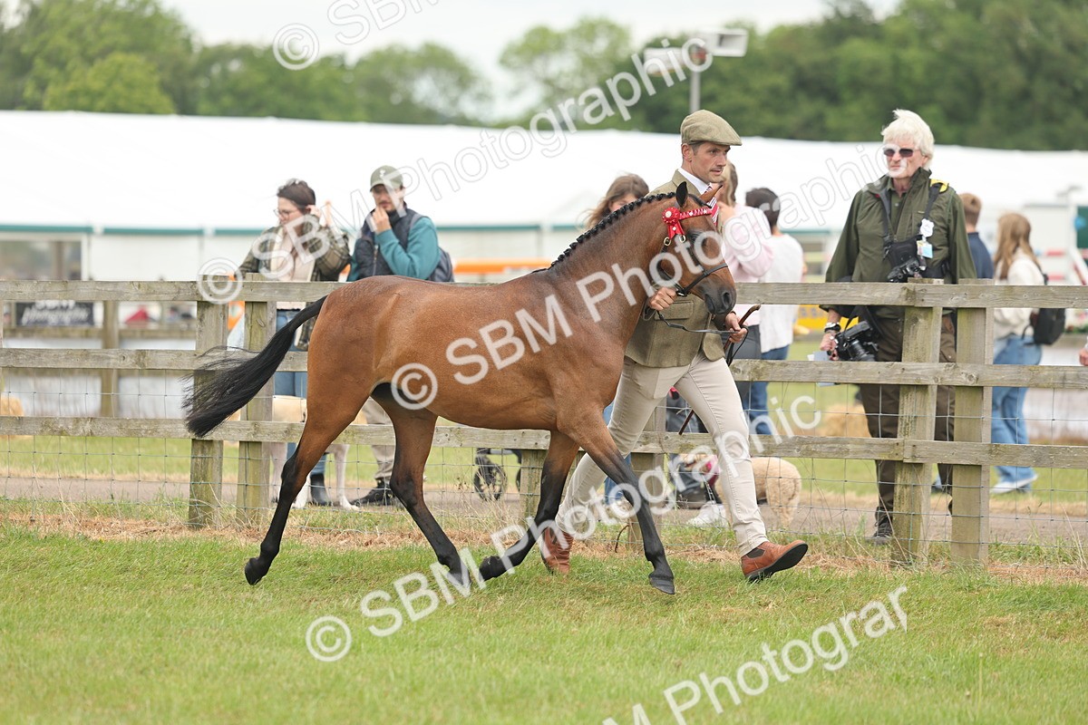 SBM_05547 - Class 68-73 - Riding Pony Breeding