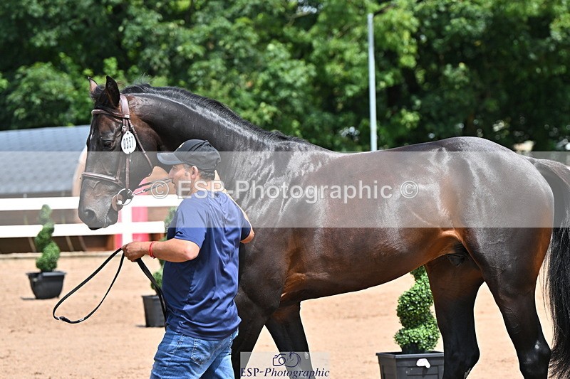 240718A-105301-01452 - Trot Up 12pm to 1pm