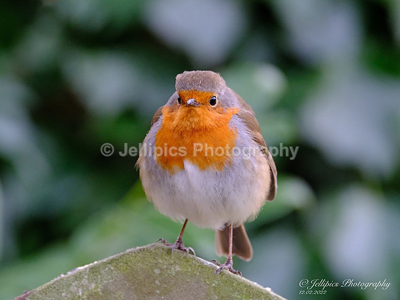  - Wildlife and Nature