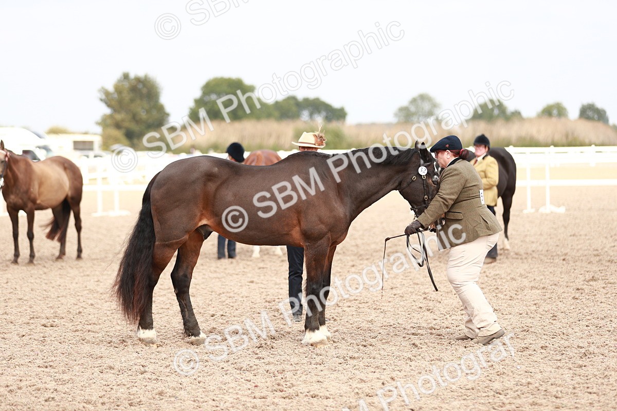 SBM_13278 - Class 208 IH Veteran Horse