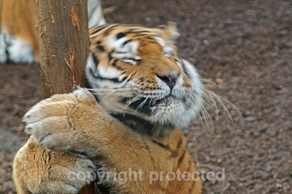 Amur Tiger - Igor (Colchester Zoo) - Tigers
