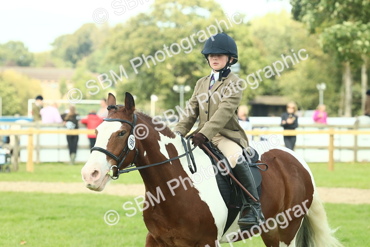 SBM_68837 - S58 - Mini Show Cob Ridden