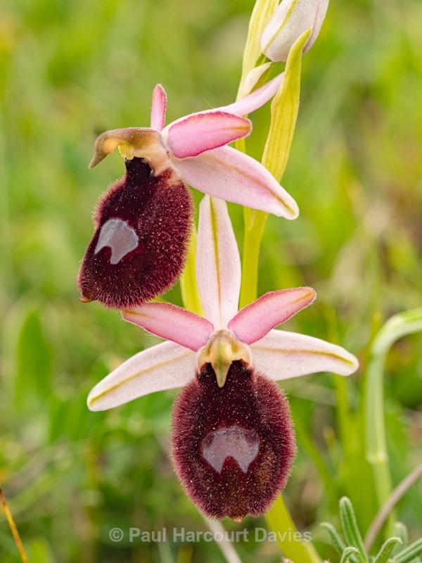 Ophrys bertoloniiformis (syn. O. bertoloni ssp bertoloniiformis)  - Gargano - Wild Orchids