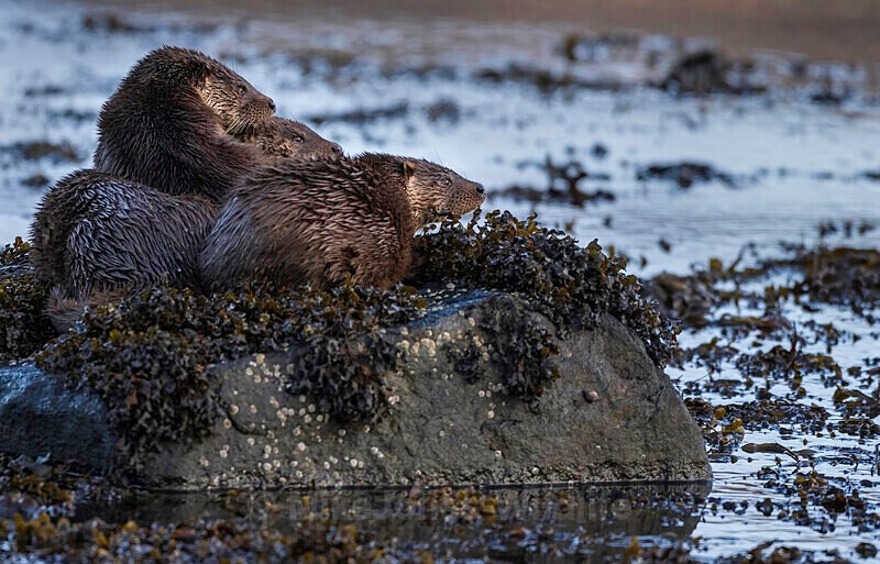 Otter Mum and two cubs, Isle of Mull, - LATEST... Isle of Mull Otters and Landscapes December 2022 & Seal Pups from Donna Nook, Lincs
